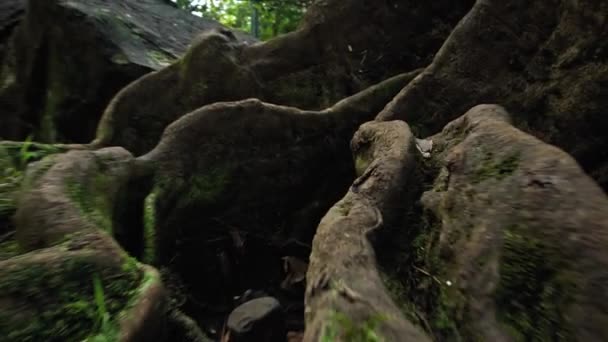 Ormandaki Yosunlarla Kaplı Hasta Bir Kayanın Üzerinde Büyüyen Ağacın Köklerinin — Stok video