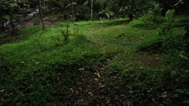 Video Vysokého Zeleného Palmového Lesa Proti Modré Obloze Dlouhým Dřevěným — Stock video