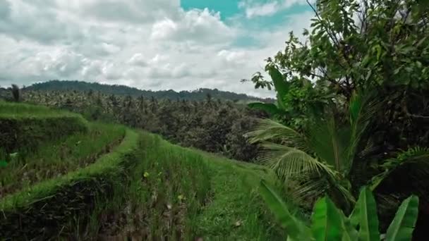 Video Grönaktiga Risfält Med Linjer Bali Indonesien — Stockvideo