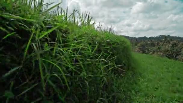 印度尼西亚绿色稻田的录像 稻谷上有一条线 — 图库视频影像