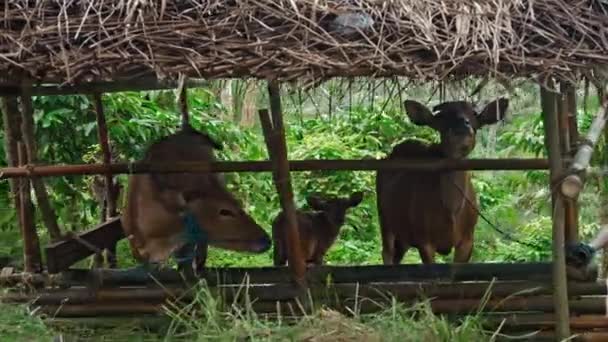 Videó Egy Piros Tehénről Amint Zöld Mezőn Áll Füvet Eszik — Stock videók