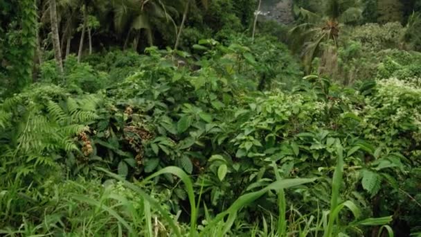 Vídeo Alta Floresta Palma Verde Contra Céu Azul Com Longo — Vídeo de Stock