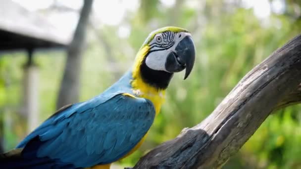 鹦鹉树有黄色和蓝色的羽毛 在它通常的栖息地 绿草和无孔不入的伸展着 栖息在一根木树枝上 — 图库视频影像