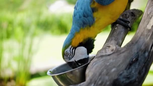 Попугай Ара Желтыми Голубыми Перьями Своей Обычной Среде Обитания Зеленой — стоковое видео