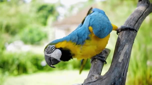 Papoušek Ara Žlutým Modrým Peřím Jeho Obvyklém Prostředí Zelenou Trávou — Stock video