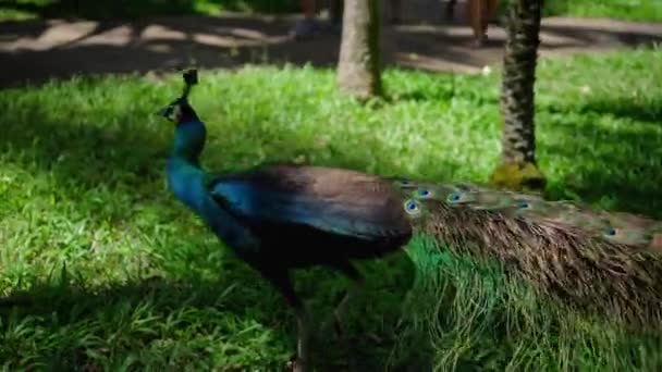 Un grand paon aux plumes bleues dans son habitat habituel avec de l'herbe verte et de l'étalement 
