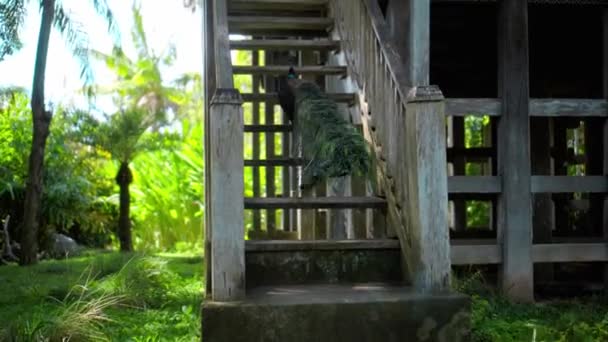 Stor Påfågel Med Blå Fjädrar Sin Vanliga Miljö Med Grönt — Stockvideo