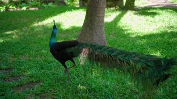 Un grand paon aux plumes bleues dans son habitat habituel avec de l'herbe verte et de l'étalement 