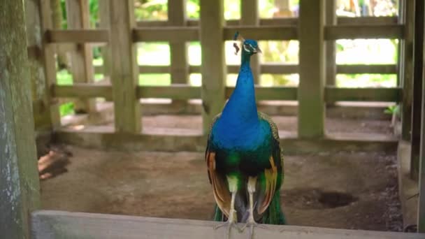Un grand paon aux plumes bleues dans son habitat habituel avec de l'herbe verte et de l'étalement 