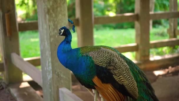 Gran Pavo Real Con Plumas Azules Hábitat Habitual Con Hierba — Vídeos de Stock