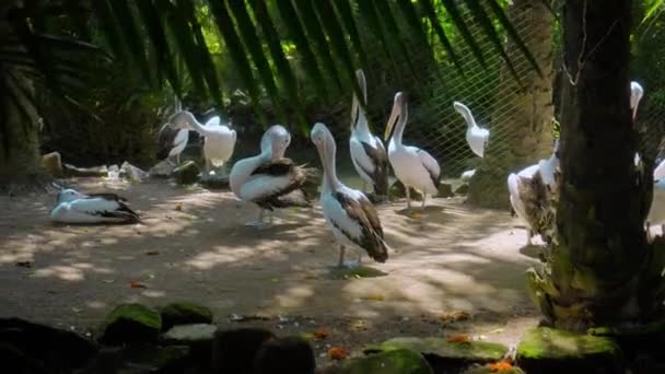 Troupeaux Grands Pélicans Australiens Dans Eau Pêchant Dans Leur Habitat — Video