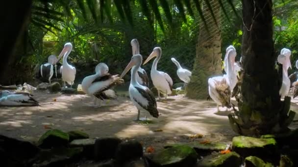 Flocks Large Australian Pelicans Water Fishing Usual Habitat Green Grass — Stock Video