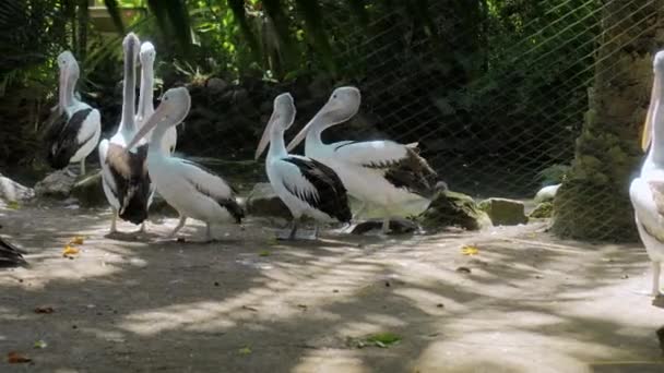 Stada Dużych Australijskich Pelikanów Łowiące Ryby Ich Zwykłym Środowisku Zieloną — Wideo stockowe