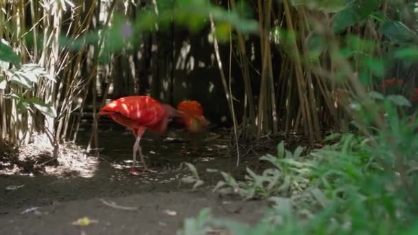 Стая Красных Птиц Ибис Обычной Среде Обитания Зеленой Травой Разрастанием — стоковое видео