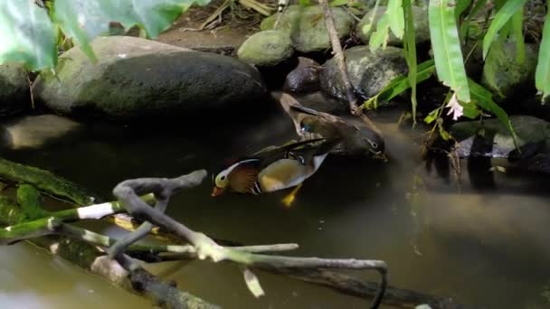 Pequeños Cobertizos Mandarina Pato Agua Hábitat Habitual Bosque Con Hierba — Vídeo de stock
