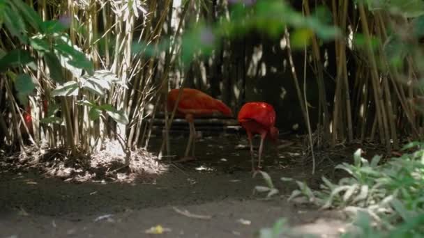 Ένα Σμήνος Από Κόκκινα Πουλιά Ibis Στο Συνηθισμένο Τους Περιβάλλον — Αρχείο Βίντεο