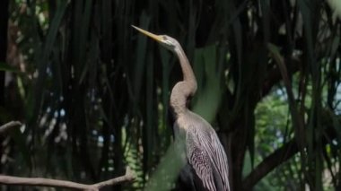 Amerikaanse Slangenhalsvogel ya da anhinga yeşil çimenler ve yayılan ormandaki alışkanlık ortamında