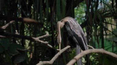 Amerikaanse Slangenhalsvogel ya da anhinga yeşil çimenler ve yayılan ormandaki alışkanlık ortamında