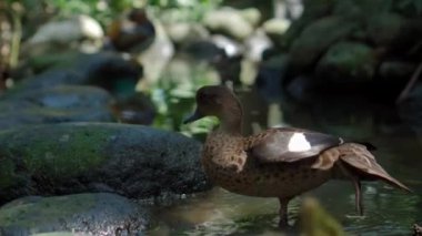 Ördek lophonetta specularioides yeşil çimenli ve yayılmış suyla ormandaki olağan yaşam alanı