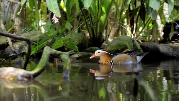 Small Duck Tangerine Sheds Water Usual Habitat Forest Green Grass — Stock Video