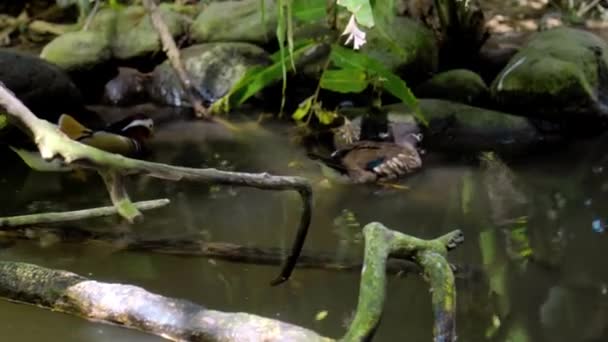 Маленькая Утка Мандарин Навевает Воде Обычной Среде Обитания Лесу Зеленой — стоковое видео
