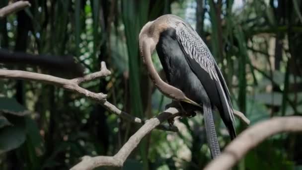 Amerikaanse Slangenhalsvogel Anhinga Συνήθη Ενδιαίτημα Στο Δάσος Πράσινο Γρασίδι Και — Αρχείο Βίντεο