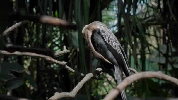 Amerikaanse Slangenhalsvogel Anhinga Συνήθη Ενδιαίτημα Στο Δάσος Πράσινο Γρασίδι Και — Αρχείο Βίντεο