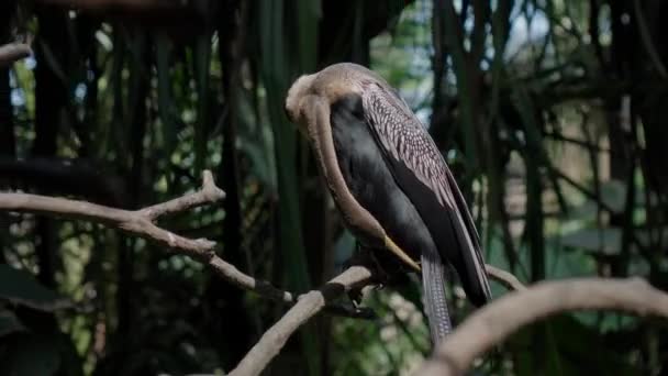 Amerikaanse Slangenhalsvogel Anhinga Συνήθη Ενδιαίτημα Στο Δάσος Πράσινο Γρασίδι Και — Αρχείο Βίντεο