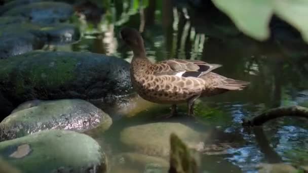 緑の芝生とスプロール水と森の中で通常の生息地のアヒルLophonetta Specularioides — ストック動画