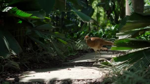 Εξωτική Γαλοπούλα Στο Συνηθισμένο Βιότοπο Του Δάσους Πράσινο Γρασίδι Και — Αρχείο Βίντεο