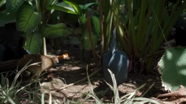 Goura Cristata Con Plumas Azules Crestada Hábitat Habitual Bosque Con — Vídeo de stock