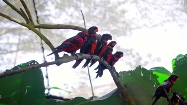 Gruppe Von Papageien Lory Mit Blauen Und Schwarzen Federn Den — Stockvideo