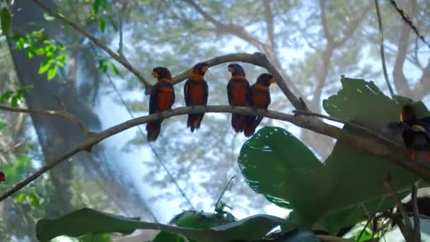 Ομάδα Παπαγάλων Φτερούγων Μπλε Και Μαύρα Φτερά Στο Συνηθισμένο Ενδιαίτημα — Αρχείο Βίντεο