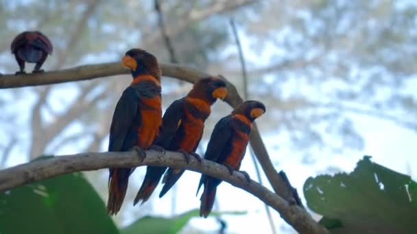 成群结队的鹦鹉 在通常栖息的森林里 栖息在树枝上 长着蓝色和黑色的羽毛 — 图库视频影像