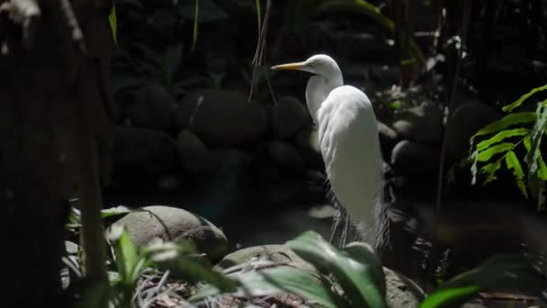 Una Grande Cicogna Bianca Sorge Nella Foresta Habitat Con Erba — Video Stock