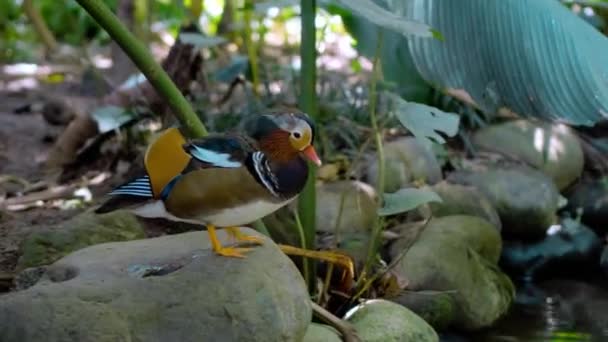 Pequeños Cobertizos Mandarina Pato Agua Hábitat Habitual Bosque Con Hierba — Vídeo de stock