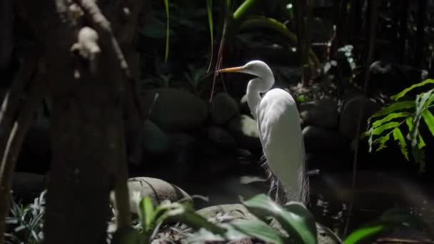 Büyük Beyaz Bir Leylek Yeşil Otlarla Dolu Bir Yaşam Alanında — Stok video