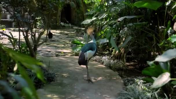东方冠鹤 常见于绿草漫漫的栖息地 — 图库视频影像