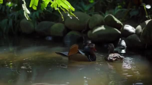 Small Duck Tangerine Sheds Water Usual Habitat Forest Green Grass — Stock Video