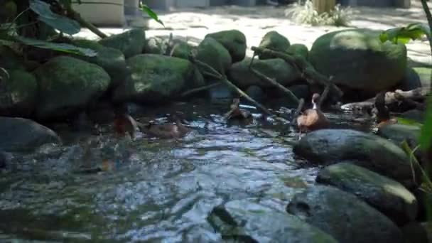 Маленькая Утка Мандарин Навевает Воде Обычной Среде Обитания Лесу Зеленой — стоковое видео