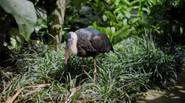 Beyaz boyunlu leylek ya da Ciconia piskoposluğu yeşil bitkilerle dolu bir ormanda olağan yaşam alanındadır.