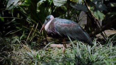 Beyaz boyunlu leylek ya da Ciconia piskoposluğu yeşil bitkilerle dolu bir ormanda olağan yaşam alanındadır.