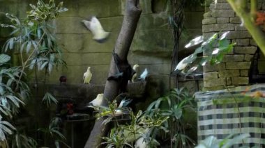 Yeşil bitkilerle dolu bir ormanda her zamanki doğal ortamında baş aşağı asılı duran kara tilki.