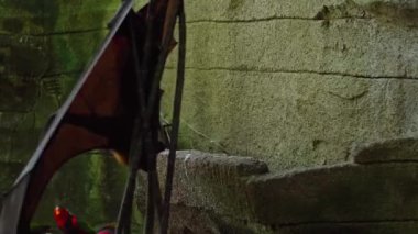 Yeşil bitkilerle dolu bir ormanda her zamanki doğal ortamında baş aşağı asılı duran kara tilki.