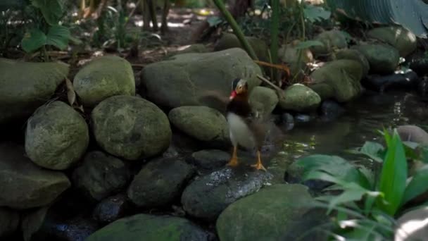 Piccola Anatra Mandarino Capannoni Acqua Nel Solito Habitat Nella Foresta — Video Stock