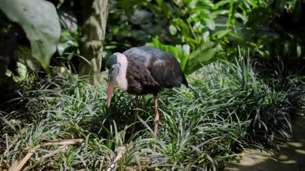 Cigüeña Cuello Blanco Ciconia Episcopus Hábitat Habitual Bosque Con Plantas — Vídeos de Stock