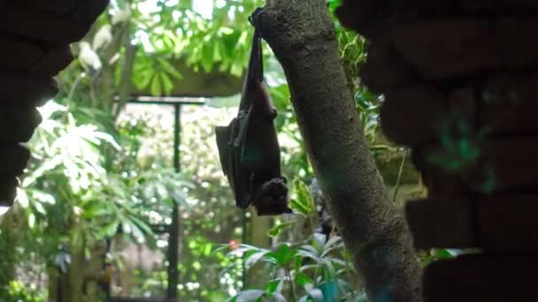 Zwarte Vliegende Vos Hangend Ondersteboven Zijn Gebruikelijke Habitat Een Bos — Stockvideo