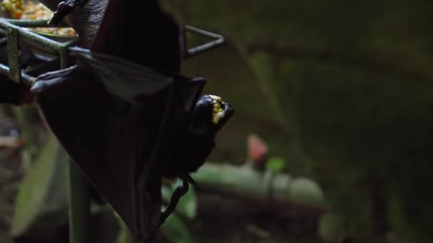 Černá Létající Liška Visí Vzhůru Nohama Svém Obvyklém Prostředí Lese — Stock video