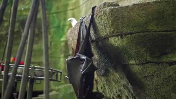 Black Flying Fox Hanging Upside Its Usual Habitat Forest Green — Stock Video