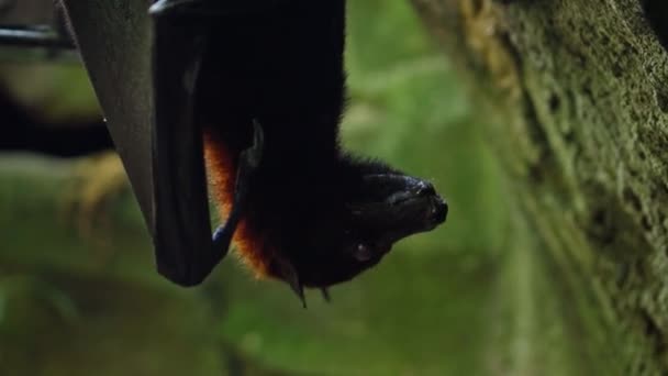 Черная Летающая Лиса Висит Вверх Ногами Своей Обычной Среде Обитания — стоковое видео